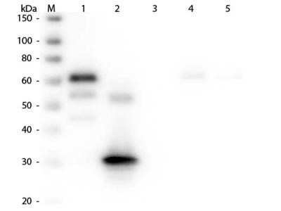 Western Blot: Rabbit anti-Chicken IgG Fc Secondary Antibody [NBP2-62593] - Lane 1: Chicken IgG whole molecule. Lane 2: Chicken IgG F(c) Fragment. Lane 3: Chicken IgG Fab Fragment. Lane 4: Chicken IgM Whole Molecule. Lane 5: Chicken Serum. All samples were reduced. Load: 50 ng per lane. Block: incubated with blocking buffer for 30 min at RT. Primary Antibody: Anti-Chicken IgG F(c) (RABBIT) Antibody 1:2,000 for 60 min at RT. Secondary antibody: Anti-Rabbit IgG (GOAT) Peroxidase Conjugated Antibody 1:40,000 in incubated with blocking buffer for 30 min at RT. Predicted/Observed Size: 25 and 72 kDa for Chicken IgG and Serum, 25 kDa for F(c) and Fab, 75 kDa for IgM. Chicken F(c) migrates slightly higher. Image from the Alkaline Phosphatase version of this antibody.